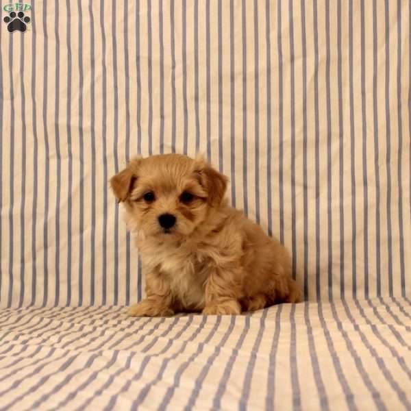 Kathy, Maltipoo Puppy
